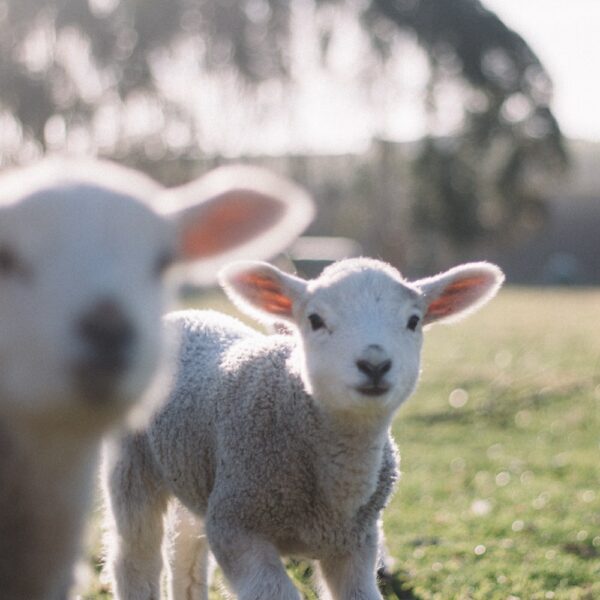 Two lambs on a field, in New Zealand on New Zealand small group tours