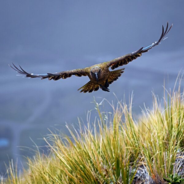 Wild Kea flying in Arthur’s Pass. Arthur's Pass, New Zealand
